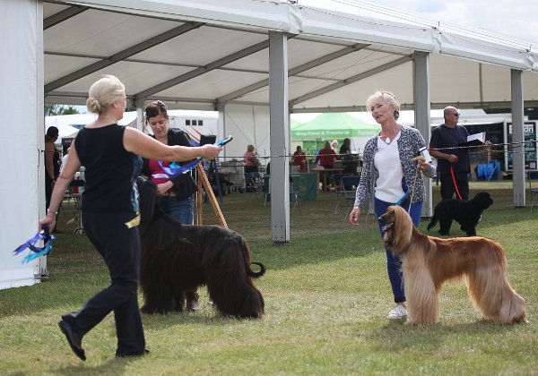 Southern Afghan Club at Windsor 2017